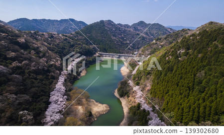 [Aerial Scenic View] Spring Scenery of Yuzuruha Dam, Hyogo Prefecture: Dam Lake Surrounded by Cherry Blossoms in Full Bloom and Fresh Greenery 139302680