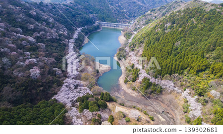 [Aerial view] Cherry blossom trees in full bloom lining the Yuzuruha Dam on Awaji Island, bathed in spring sunshine - a picturesque scene for leisure. 139302681