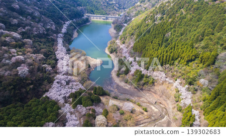 [Drone Aerial Photography] Panoramic View of Yuzuruha Dam on Awaji Island, Hyogo Prefecture: The vibrant colors of spring interwoven by cherry blossoms and the lake surface. 139302683