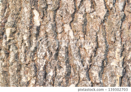 tree bark or bark , Golden shower or Golden shower tree or Indian laburnum or Pudding pine tree or Cassia fistula or old tree or tree texture 139302703