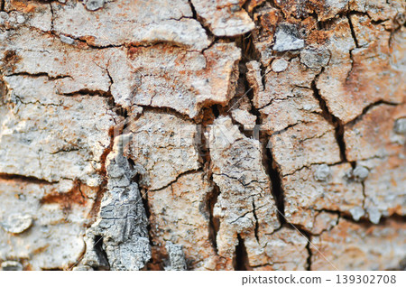 tree bark or bark , Golden shower or Golden shower tree or Indian laburnum or Pudding pine tree or Cassia fistula or old tree or tree texture 139302708