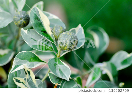 Variegated Calamondin , Variegated Kumquat or citrus japonica thunb, Citrus madurensis Lour or Citrus microcarpa Bunge or cumquats or  kum quat or Kumquats or rutaceae or orange tree or small orange 139302709