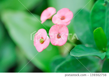 Christ Thorn, Euphorbia milii or Euphorbiaceae or Euphorbia milii Des Moul or Crown of thorns or Christ thorn or pink flower 139302738