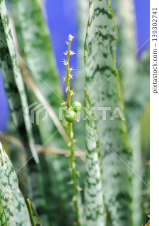 Sansevieria trifasciata Prain, Snake plant or Mother in laws tongue with flower and fruit or seed on the plant or Snake plant fruit or Sansevieria aubrytiana Carr or Asparagaceae Sansevieria trifasciata Prain, Snake plant or Mother in laws tongue with flower and fruit or seed on the plant or Snake plant fruit or Sansevieria aubrytiana Carr or Asparagaceae 139302741