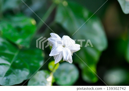 Arabian Jasmine or jasmine, Jasminum Sambac Arabian jasmine or Jasminum sambac L Aiton or Jusmine or Kampopot or OLEACEAE or white flower Arabian Jasmine or jasmine, Jasminum Sambac Arabian jasmine or Jasminum sambac L Aiton or Jusmine or Kampopot or OLEACEAE or white flower 139302742