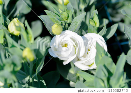 Eustoma grandiflorum Raf Shinners or Eustoma russellianum Hook G Don or GENTIANACEAE or lisianthus or Prairie Gentian or white flower 139302743