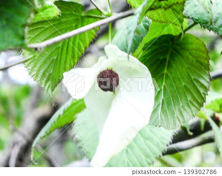 The handkerchief tree at the Faculty of Agriculture, Iwate University: Two large white bracts hang down like handkerchiefs. 139302786