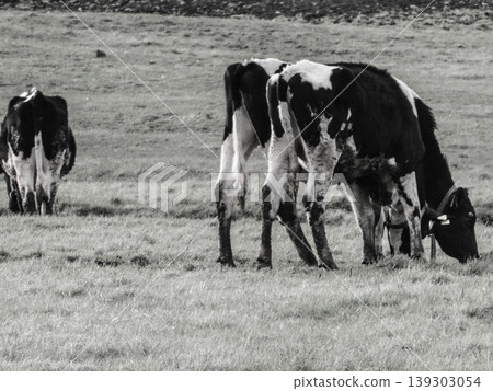 Spring has finally arrived at the Koiwai farm, where milk-producing Folstein cows graze in the pastures. Spring has finally arrived at the Koiwai farm, where milk-producing Folstein cows graze in the pastures. 139303054