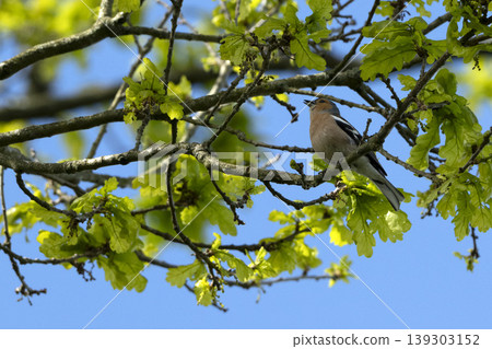 Chaffinch singing from high branch in sunny woodland 139303152