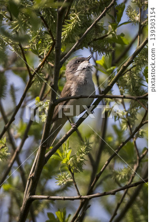 Lesser Whitethroat in dense foliage on sunny day Lesser Whitethroat in dense foliage on sunny day 139303154