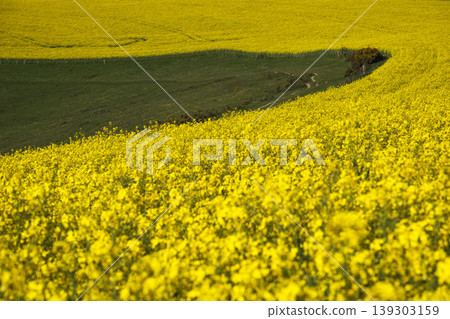 Yellow and green combine in Sussex landscape Yellow and green combine in Sussex landscape 139303159
