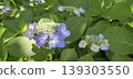  繡球花 139303550
