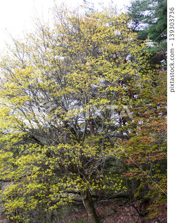 Japanese maple (Acer pictum) blooms with yellow flowers in spring. Japanese maple (Acer pictum) blooms with yellow flowers in spring. 139303736