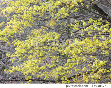 日本楓樹(Acer pictum)在春天開出黃色的花朵。 日本楓樹(Acer pictum)在春天開出黃色的花朵。 139303740