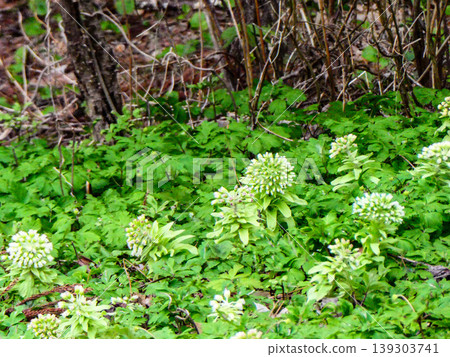 在陽光充足的山區，款冬幼苗與銀蓮花（Anemone pseudoaltaica）一同生長。 139303741