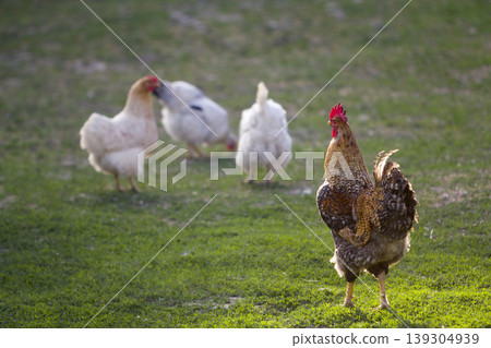Group of grown healthy white hens and big brown rooster feeding on fresh first green grass outside in spring field on bright sunny day. Chicken farming, healthy meat and eggs production concept. Group of grown healthy white hens and big brown rooster feeding on fresh first green grass outside in spring field on bright sunny day. Chicken farming, healthy meat and eggs production concept. 139304939