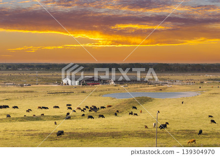 Free range milk cows grazing on farm pasture at Florida farmstead. Feeding of cattle on farmland grassland Free range milk cows grazing on farm pasture at Florida farmstead. Feeding of cattle on farmland grassland 139304970
