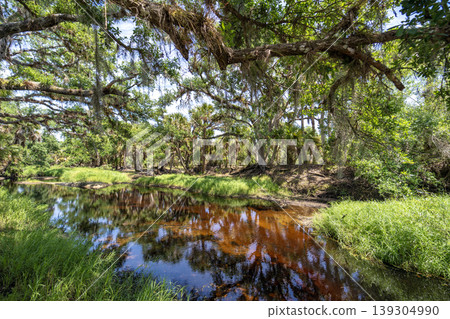 Florida jungle rainforest with river between green palm trees and wild vegetation. Dense tropical forest ecosystem 139304990