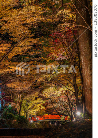 Autumn foliage at Oguni Shrine, Ichinomiya, Totomi Province, Morimachi (Shizuoka Prefecture) Autumn foliage at Oguni Shrine, Ichinomiya, Totomi Province, Morimachi (Shizuoka Prefecture) 139305070