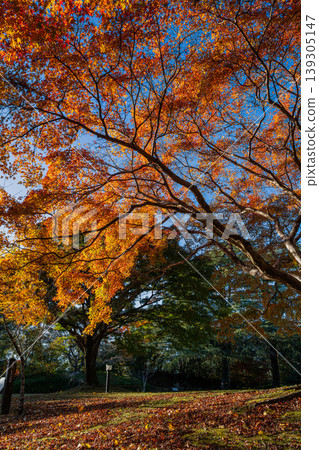 Autumn foliage scenery at Tobayama Park in Hamamatsu City (Shizuoka Prefecture) Autumn foliage scenery at Tobayama Park in Hamamatsu City (Shizuoka Prefecture) 139305147