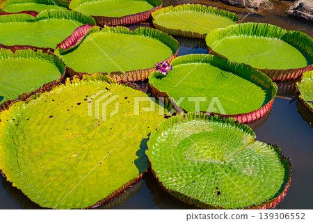 Victoria regia leaves Victoria regia leaves 139306552