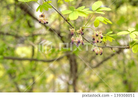 Purple buds of Akebia vine in Nagano. Purple buds of Akebia vine in Nagano. 139308051