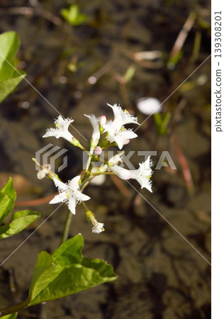 Close-up of the white flowers of Menyanthes trifoliata blooming in a wetland. 139308201