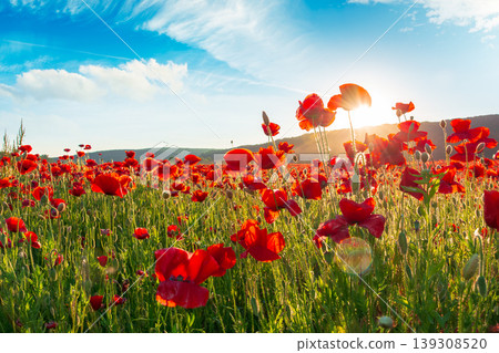 red poppies in the field. sun behind poppy flower. low angle view. remembrance symbol. gorgeous nature wallpaper with cloudy sky. scenic countryside landscape in spring. red flower in the evening sun red poppies in the field. sun behind poppy flower. low angle view. remembrance symbol. gorgeous nature wallpaper with cloudy sky. scenic countryside landscape in spring. red flower in the evening sun 139308520