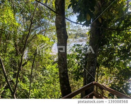 A view of the Iguazu River through unique vegetation in Iguazu National Park and Reserve in Argentina in June A view of the Iguazu River through unique vegetation in Iguazu National Park and Reserve in Argentina in June 139308568