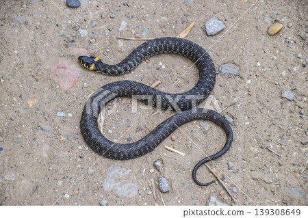 Grass snake, crawling along the ground. Non-poisonous snake. Fri Grass snake, crawling along the ground. Non-poisonous snake. Fri 139308649