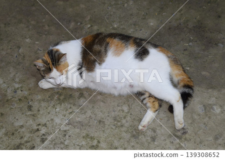 Pregnant cat resting. Calico cat with a big belly lying on the c Pregnant cat resting. Calico cat with a big belly lying on the c 139308652
