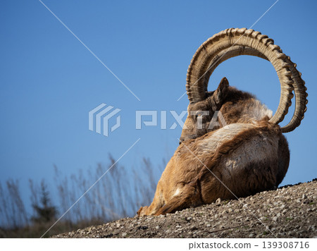Male Siberian ibex Capra sibirica Male Siberian ibex Capra sibirica 139308716