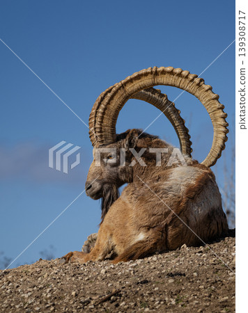 Male Siberian ibex Capra sibirica Male Siberian ibex Capra sibirica 139308717