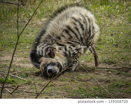 Striped hyena lat. Hyaena hyaena sultana Striped hyena lat. Hyaena hyaena sultana 139308720