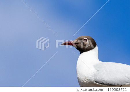 Black-Headed Gull standing Black-Headed Gull standing 139308721