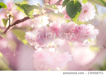 Sakura tree blossom, flowers blooming in spring garden, floral background with cherry bloom. Sakura tree blossom, flowers blooming in spring garden, floral background with cherry bloom. 139308751