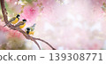 Tit birds on sakura tree branch, flowers blooming in spring, songbirds and cherry bloom background. 139308771