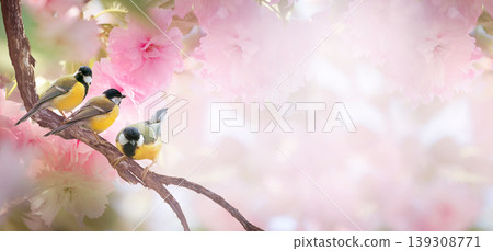 Tit birds on sakura tree branch, flowers blooming in spring, songbirds and cherry bloom background. Tit birds on sakura tree branch, flowers blooming in spring, songbirds and cherry bloom background. 139308771