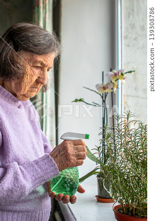 Elderly woman watering indoor plants on a sunny windowsill with a green spray bottle Elderly woman watering indoor plants on a sunny windowsill with a green spray bottle 139308786