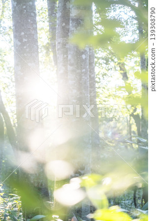 A landscape where rays of light penetrate a beech forest - Oyama Kagamiga-naru A landscape where rays of light penetrate a beech forest - Oyama Kagamiga-naru 139308790