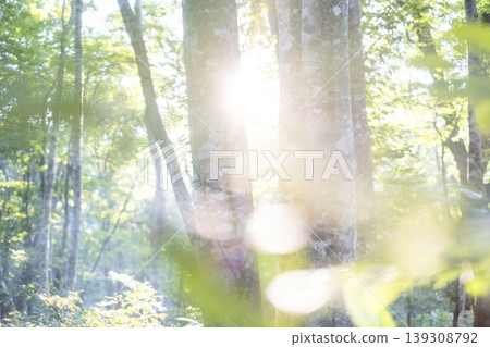 A landscape where rays of light penetrate a beech forest - Oyama Kagamiga-naru A landscape where rays of light penetrate a beech forest - Oyama Kagamiga-naru 139308792