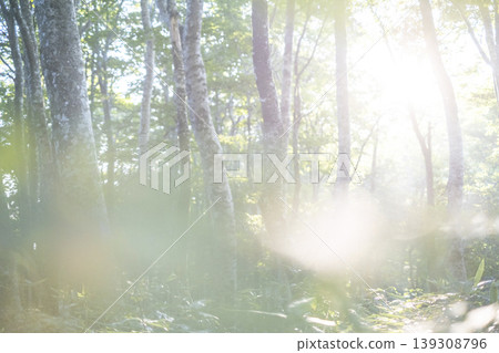 A landscape where rays of light penetrate a beech forest - Oyama Kagamiga-naru A landscape where rays of light penetrate a beech forest - Oyama Kagamiga-naru 139308796