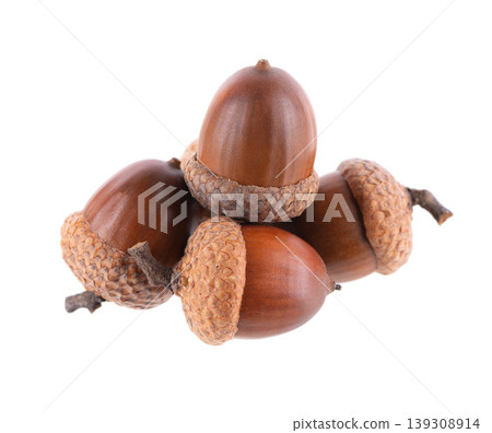 Acorn oak isolated on white background. Ripe brown acorns. Clipping path. 139308914