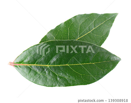Fresh laurel leaves isolated on white background. Bay leaf herb. Clipping path. Fresh laurel leaves isolated on white background. Bay leaf herb. Clipping path. 139308918
