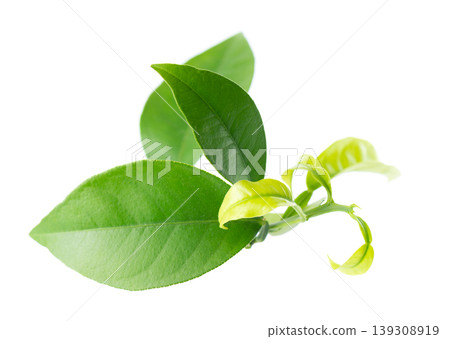 Green citrus leaves isolated on white background. Fresh lemon leaves branch. Clipping path. Green citrus leaves isolated on white background. Fresh lemon leaves branch. Clipping path. 139308919