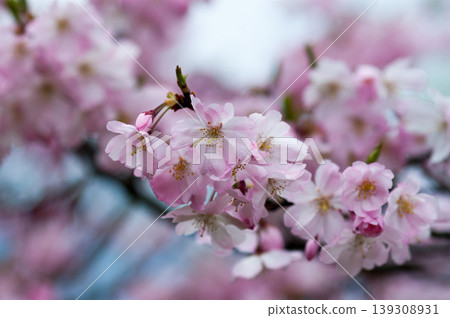 櫻花 石川櫻花 139308931
