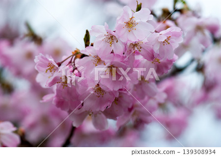 櫻花 石川櫻花 139308934