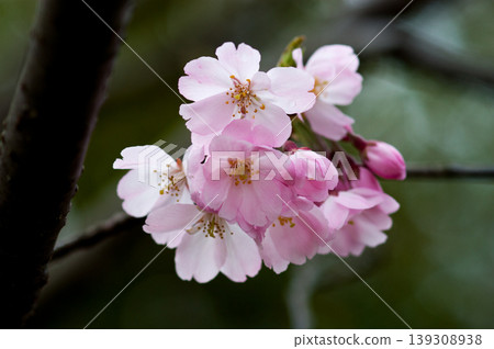 Sakura Shikawa Sakura Sakura Shikawa Sakura 139308938