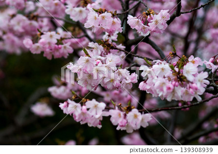 櫻花 石川櫻花 139308939