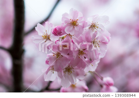 櫻花 石川櫻花 139308944